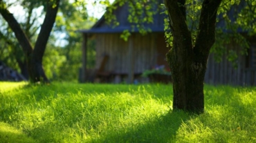 summer-garden-green-grass-1600x900